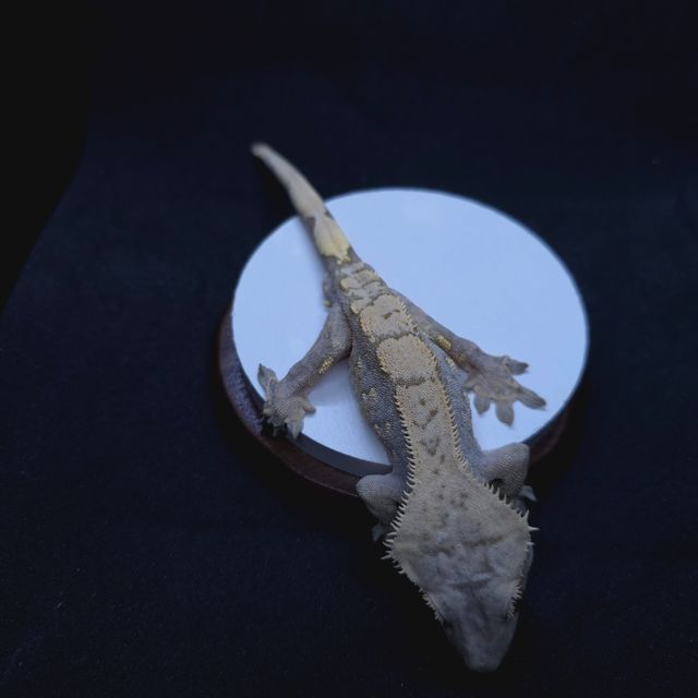 익스트림할리퀸