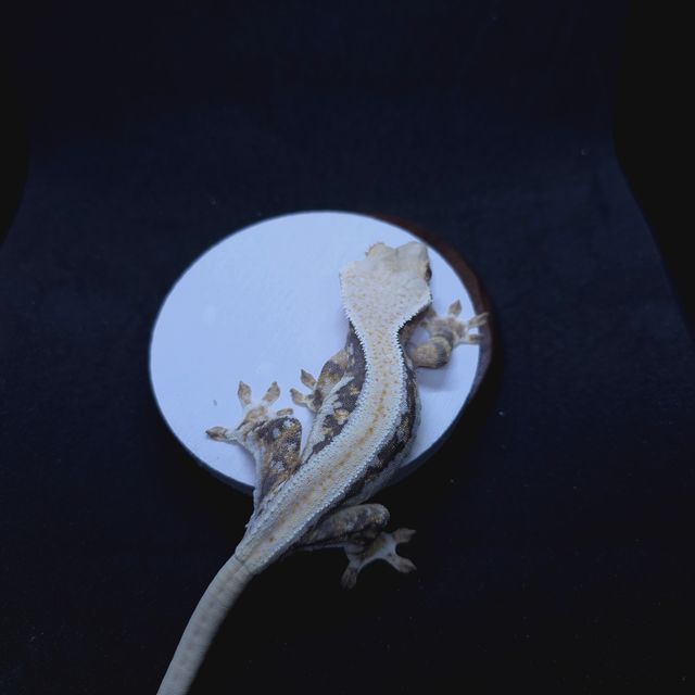 바브 트라이 익스트림할리퀸 릴리화이트
