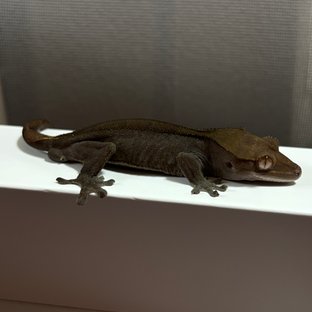 블랙 챠콜 카푸치노