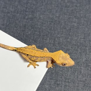 노멀 솔리드백 옐로우