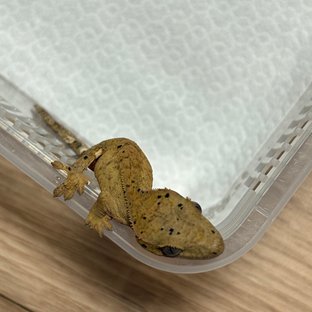 패턴리스 달마시안 크림시클