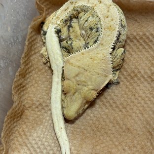 화이트 화이트핀 화이트스팟 화이트포트홀 노멀