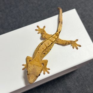 노멀 달마시안 크림시클 옐로우