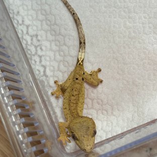 노멀 패턴리스 크림시클