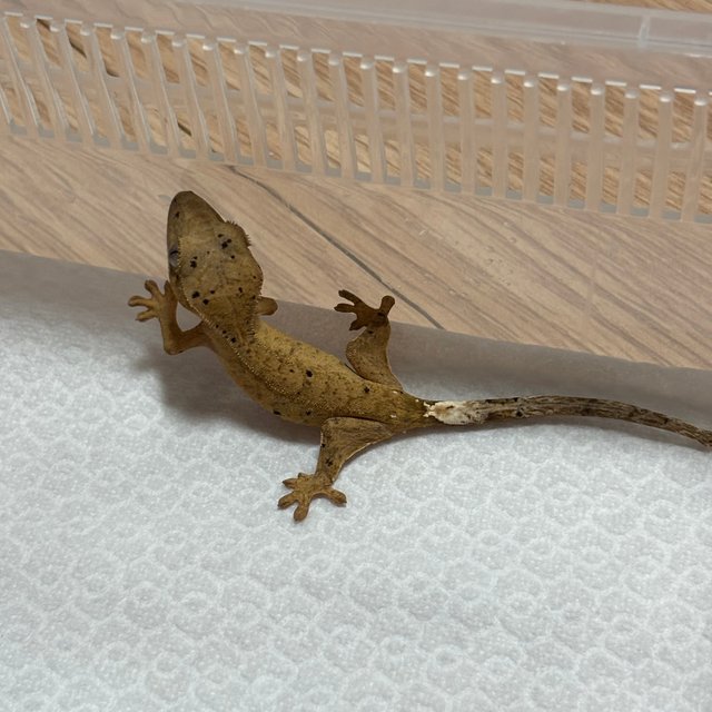 패턴리스 달마시안 크림시클