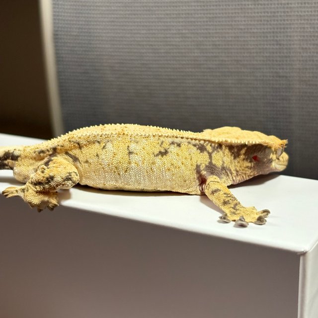 화이트 화이트핀 화이트스팟 화이트포트홀 노멀