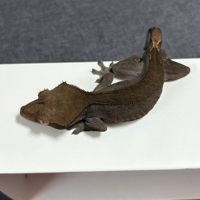 블랙 챠콜 카푸치노