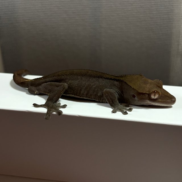 블랙 챠콜 카푸치노