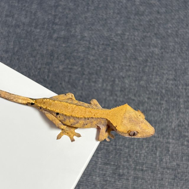 노멀 솔리드백 옐로우