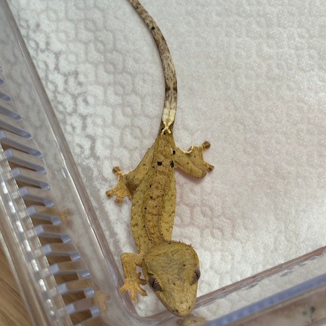 노멀 패턴리스 크림시클