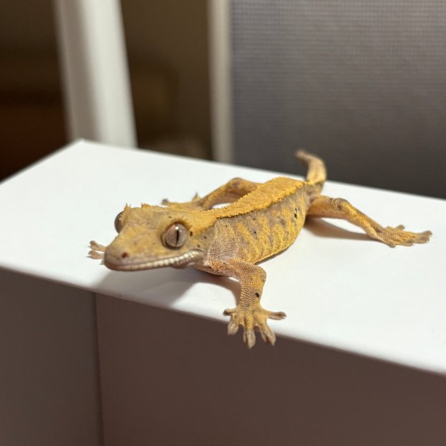 노멀 솔리드백 옐로우