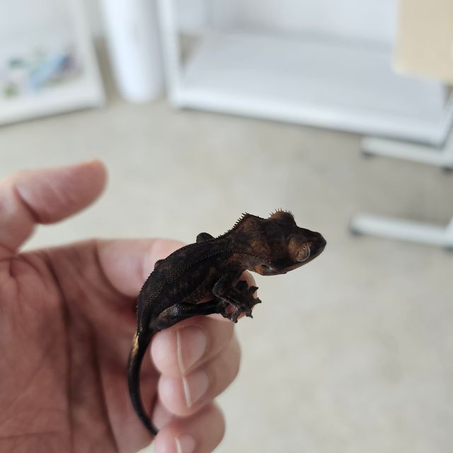 다크 챠콜 카푸치노