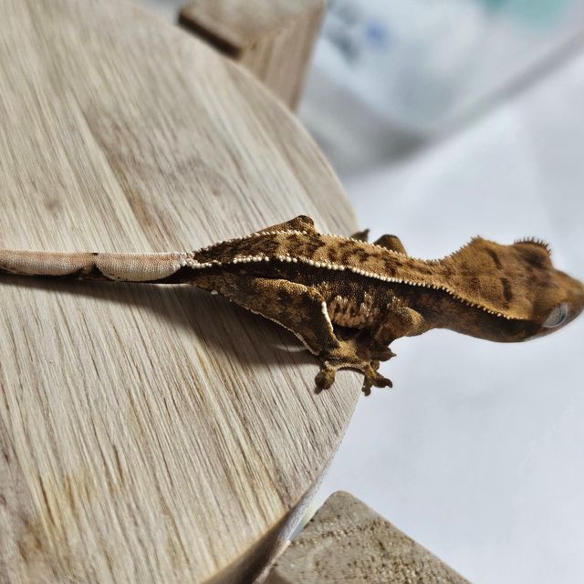 노멀 트라이