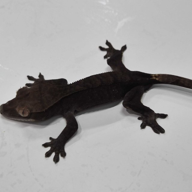 노멀 다크 벅스킨