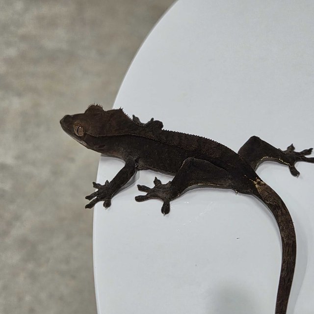 노멀 다크 벅스킨