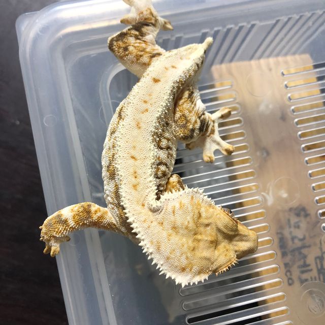 트라이 릴리화이트