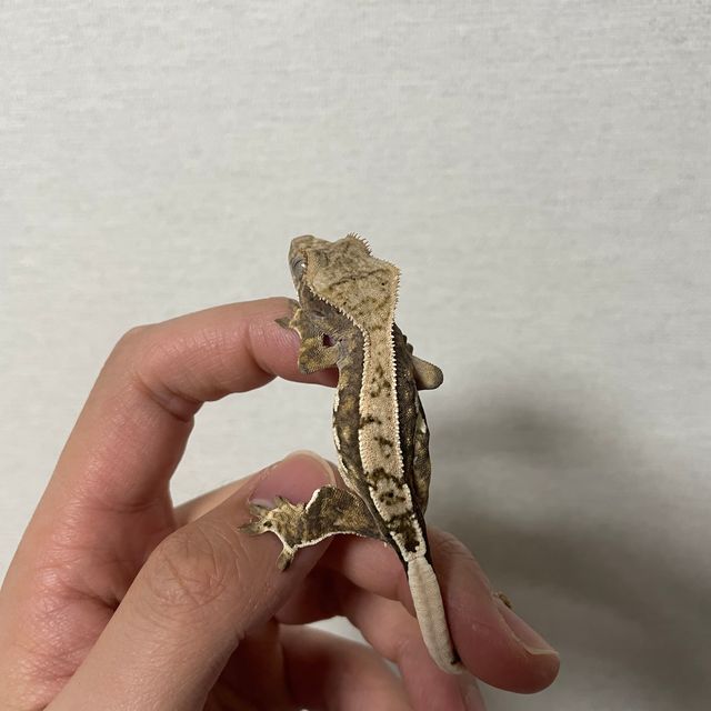노멀 할리퀸