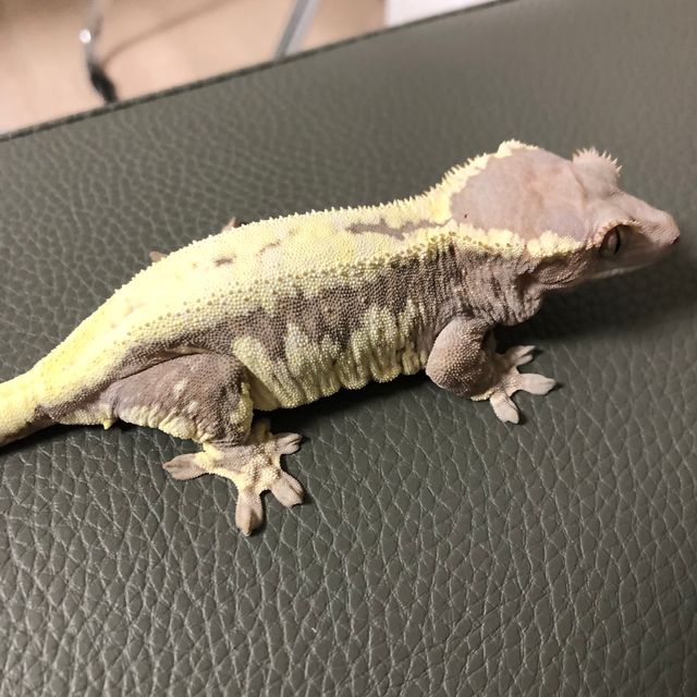 프라푸치노