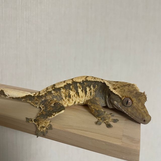 트라이 익스트림할리퀸