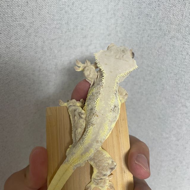릴리화이트