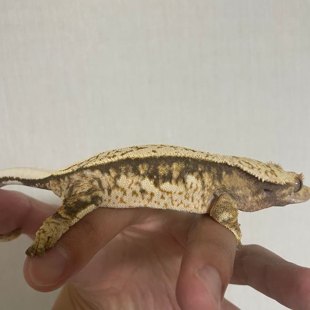 익스트림할리퀸 트라이
