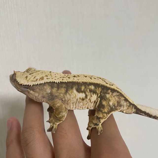 익스트림할리퀸 트라이