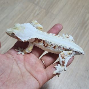솔리드백 레드 릴리화이트