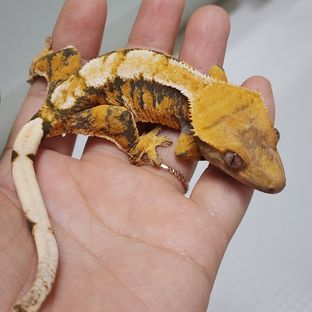 트라이 익스트림할리퀸 텐저린 바브