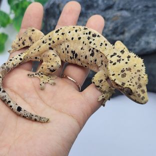 달링