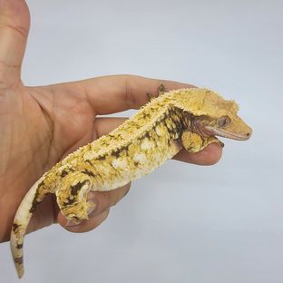 보송이