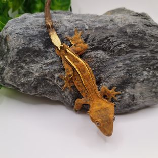 무라드