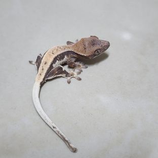 릴리 세이블