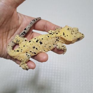 슈퍼달마시안 옐로우