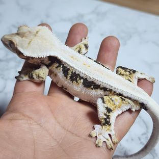 맵쌀
