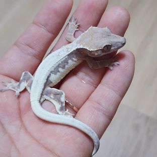 솔리드백 릴리 세이블