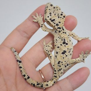 슈퍼달마시안
