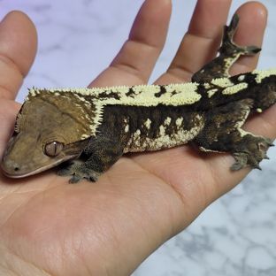 동룡이
