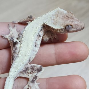 크림2