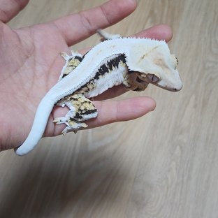 맵쌀