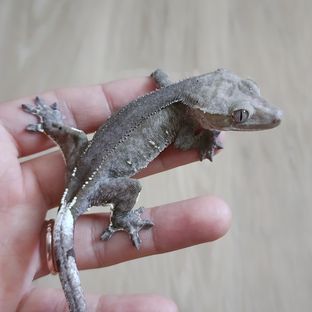 팬텀 아잔틱