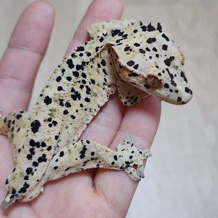달링베베