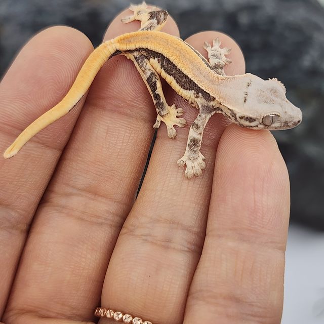 솔리드백 릴리화이트