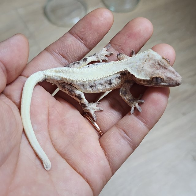 솔리드백 릴리 세이블