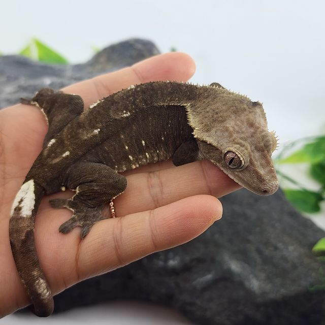 아잔틱