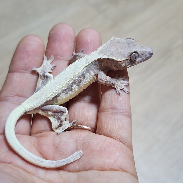 솔리드백 릴리 세이블