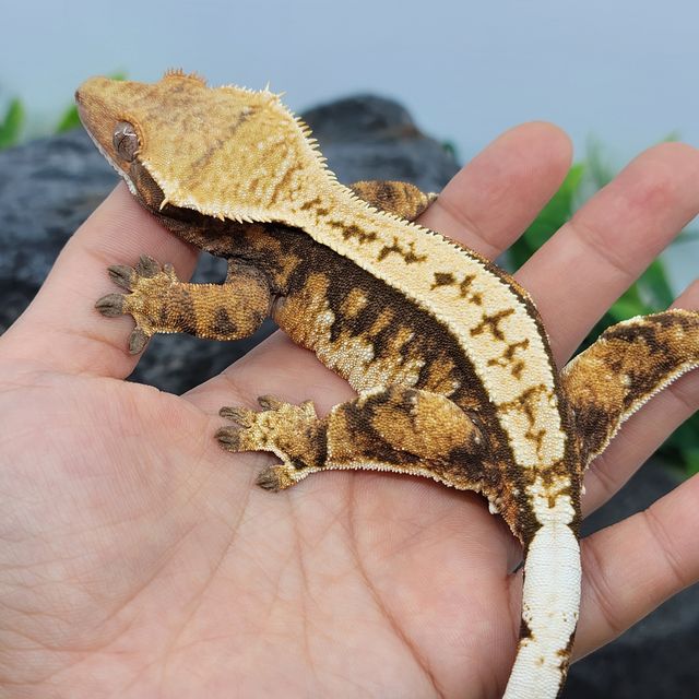 핀스트라이프 트라이 익스트림할리퀸 텐저린