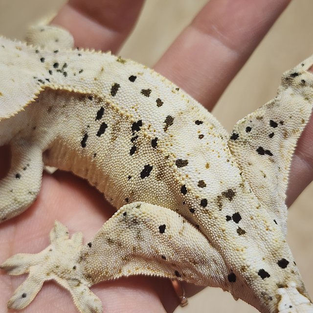 옐로우 슈퍼달마시안