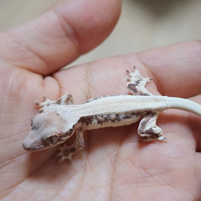 솔리드백 릴리 세이블