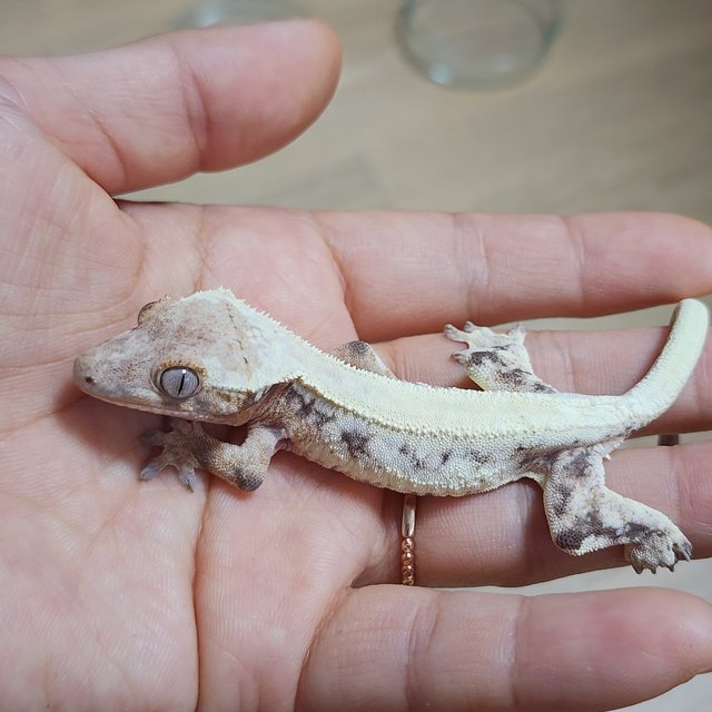 솔리드백 릴리 세이블