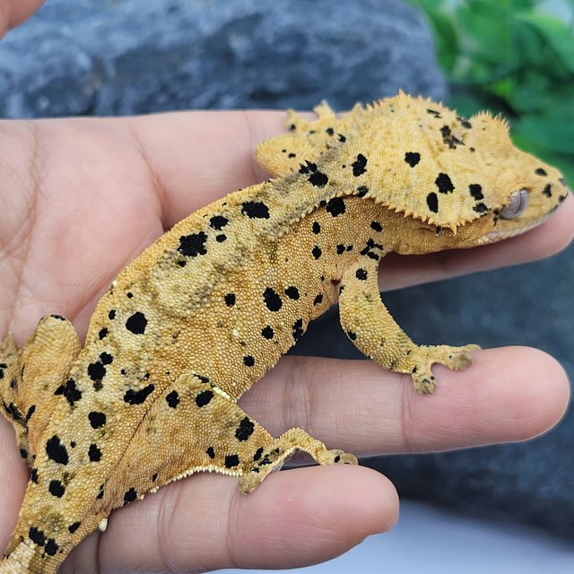 슈퍼달마시안